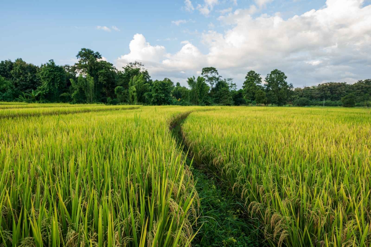 Pai_Chanote_House_Land_Rice-Field_7-Rai_47